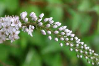 photo,material,free,landscape,picture,stock photo,Creative Commons,Small white flowers, white, bud, , 