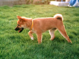 fotografia, materiale, libero il panorama, dipinga, fotografia di scorta,Cucciolo, cane, cucciolo, , 