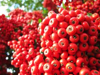 foto,tela,gratis,paisaje,fotografía,idea,Pyracanthas, Soy para la admiración, Planta de jardinería, Fruta roja, 