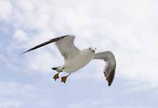 Foto, materiell, befreit, Landschaft, Bild, hat Foto auf Lager,Das Grüßen von einer Möwe, Möwe, Himmel, Meer, 