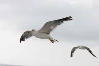 Foto, materiell, befreit, Landschaft, Bild, hat Foto auf Lager,Das Fliegen von Möwen, Möwe, Himmel, Meer, 