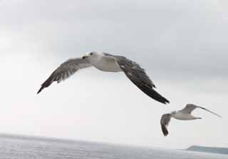 Foto, materiell, befreit, Landschaft, Bild, hat Foto auf Lager,Das Fliegen von Möwen, Möwe, Himmel, Meer, 