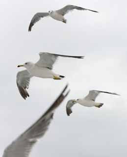 foto,tela,gratis,paisaje,fotografía,idea,Bandada de gaviotas, Gaviota, Cielo, Mar, 