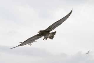 Foto, materiell, befreit, Landschaft, Bild, hat Foto auf Lager,Anfängerflieger, Möwe, Himmel, Meer, 