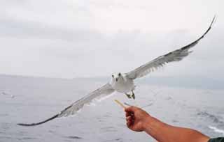 fotografia, materiale, libero il panorama, dipinga, fotografia di scorta,Addomesticando un gabbiano, gabbiano, cielo, mare, 