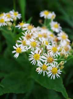 fotografia, materiale, libero il panorama, dipinga, fotografia di scorta,Piccoli fiori, campo floreale, bello, , erba selvatica