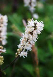 photo, la matière, libre, aménage, décrivez, photo de la réserve,Blanches fleurs, champ de la fleur, beau, , herbe sauvage