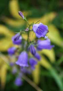 photo, la matière, libre, aménage, décrivez, photo de la réserve,Fleurs bleuâtre-pourpres, champ de la fleur, beau, , herbe sauvage