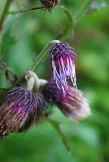 photo, la matière, libre, aménage, décrivez, photo de la réserve,Fleurs du chardon non ouvertes, champ de la fleur, beau, , herbe sauvage