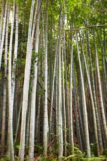 fotografia, materiale, libero il panorama, dipinga, fotografia di scorta,Tempio di Zuisen-ji Takebayashi, Chaitya, Zen Buddismo-come giardino, Kamakura, Bambù