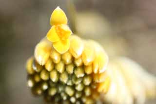 foto,tela,gratis,paisaje,fotografía,idea,La flor del mitsumata, Póngase amarillo, , Papel japonés, 