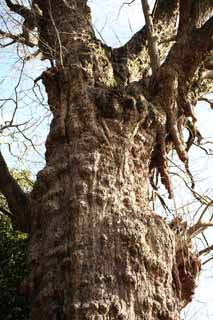 foto,tela,gratis,paisaje,fotografía,idea,Un EgaraTenjin - shaShrine árbol sagrado, Santuario sintoísta, Guirnalda de paja sintoísta, Kamakura, Tenjin de cólera