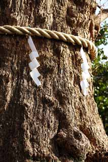 foto,tela,gratis,paisaje,fotografía,idea,Un EgaraTenjin - shaShrine árbol sagrado, Santuario sintoísta, Guirnalda de paja sintoísta, Kamakura, Tenjin de cólera