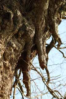 fotografia, materiale, libero il panorama, dipinga, fotografia di scorta,Un EgaraTenjin-shaShrine albero sacro, Sacrario scintoista, Festone di paglia scintoista, Kamakura, Irriti Tenjin