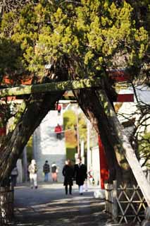 foto,tela,gratis,paisaje,fotografía,idea,Un enfoque de EgaraTenjin - shaShrine para un santuario, Santuario sintoísta, Escalera de piedra, Kamakura, Tenjin de cólera