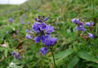 fotografia, materiale, libero il panorama, dipinga, fotografia di scorta,Il fiore archiviò, piccolo fiore blu, bello, , erba selvatica