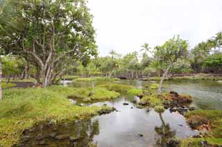 fotografia, materiale, libero il panorama, dipinga, fotografia di scorta,MaunaLani pesca libbra, Lavico, Un altare, stagno, Pesca