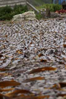 fotografia, materiale, libero il panorama, dipinga, fotografia di scorta,Fuco che è asciugato, fuco, costa, alga marina, isola