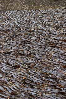 fotografia, materiale, libero il panorama, dipinga, fotografia di scorta,Fuco che è asciugato, fuco, costa, alga marina, isola