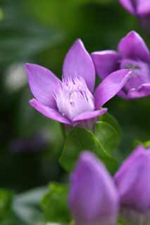 fotografia, materiale, libero il panorama, dipinga, fotografia di scorta,Gentian fiorisce, gentiflower, bello, , erba selvatica