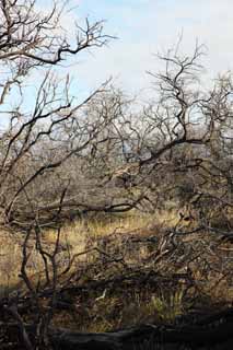 fotografia, materiale, libero il panorama, dipinga, fotografia di scorta,Un albero morto del lavico, Lavico, fuoco di foresta, ramo, Asciugando