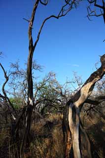 fotografia, materiale, libero il panorama, dipinga, fotografia di scorta,Un albero morto del lavico, Lavico, fuoco di foresta, ramo, Asciugando