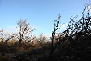 fotografia, materiale, libero il panorama, dipinga, fotografia di scorta,Un albero morto del lavico, Lavico, fuoco di foresta, ramo, Asciugando