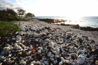 foto,tela,gratis,paisaje,fotografía,idea,Blanco y la orilla negra, Lava, Coral, Ola, País del sur