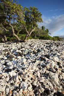 foto,tela,gratis,paisaje,fotografía,idea,Blanco y la orilla negra, Lava, Coral, Cielo azul, País del sur