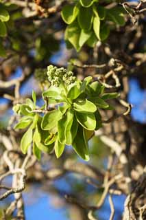 foto,tela,gratis,paisaje,fotografía,idea,El árbol de la orilla, Green, Flor, , 