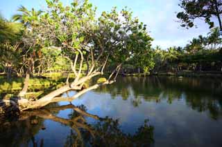 fotografia, materiale, libero il panorama, dipinga, fotografia di scorta,MaunaLani pesca libbra, Lavico, Un altare, stagno, Pesca