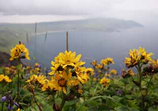 fotografia, materiale, libero il panorama, dipinga, fotografia di scorta,Il fiore archiviò di Toge-buki, erba selvatica, butterbur, bello, 