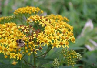 foto,tela,gratis,paisaje,fotografía,idea,Flores amarillas., Hierba salvaje, Póngase amarillo, Hermoso, 