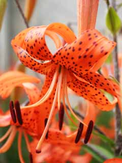 fotografia, materiale, libero il panorama, dipinga, fotografia di scorta,Fiori di giglio di tigre, giglio, , , arancia