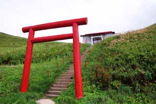 photo, la matière, libre, aménage, décrivez, photo de la réserve,Torii dans la fin du nord, temple, porte du torii, escalier, prairie