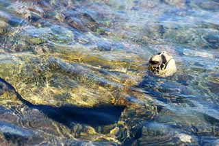 photo, la matière, libre, aménage, décrivez, photo de la réserve,Hawaii Island Sea Turtle, , , , 