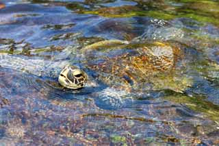 photo, la matière, libre, aménage, décrivez, photo de la réserve,Hawaii Island Sea Turtle, , , , 