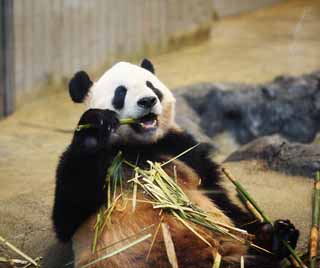 fotografia, materiale, libero il panorama, dipinga, fotografia di scorta,Panda gigante, , , , 