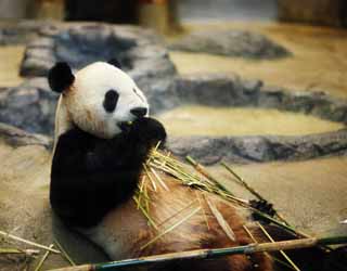 fotografia, materiale, libero il panorama, dipinga, fotografia di scorta,Panda gigante, , , , 