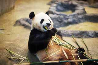 fotografia, materiale, libero il panorama, dipinga, fotografia di scorta,Panda gigante, , , , 