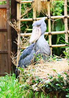 öéìåí, çéðí âùîé, ðåó, îãîéï, öéìåí ùì îìàé ,shoebill, , , , 