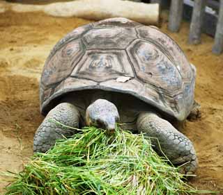 foto,tela,gratis,paisaje,fotografía,idea,Tortuga gigante de Galápagos, , , , 