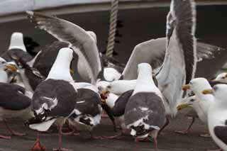 ÇáÕæÑÉ,ÇáãÇÏÉ,ÍÑÑ,ãäÙÑ ááØÈíÚÉ,Ìãíá,ÕæÑ,ãåÑÌÇä ÇáäæÇÑÓ '.  , seagull., , seagull.  , ÇáãåÑÌÇä.  