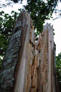 fotografia, materiale, libero il panorama, dipinga, fotografia di scorta,Albero triste, interruzione, legno, cavità, HimenumPond