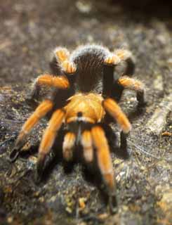 öéìåí, çéðí âùîé, ðåó, îãîéï, öéìåí ùì îìàé ,tarantula, , , , 