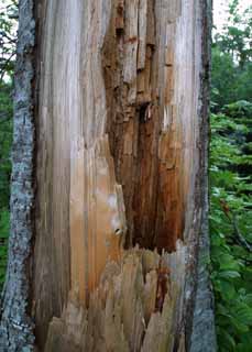 fotografia, materiale, libero il panorama, dipinga, fotografia di scorta,Albero triste, interruzione, legno, cavità, HimenumPond