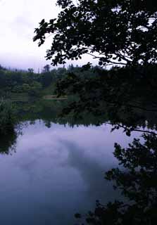 photo, la matière, libre, aménage, décrivez, photo de la réserve,Étang du matin brumeux, surface d'eau, arbre, ciel, HimenumPond