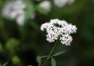 fotografia, materiale, libero il panorama, dipinga, fotografia di scorta,Piccoli fiori bianchi, bianco, fiore, bello, 