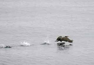 fotografia, materiale, libero il panorama, dipinga, fotografia di scorta,Cormorano che prende via, cormorano, , , falda di ali