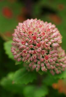 fotografia, materiale, libero il panorama, dipinga, fotografia di scorta,Piccoli fiori rossi, garofano, piccolo fiore, polline, rosso